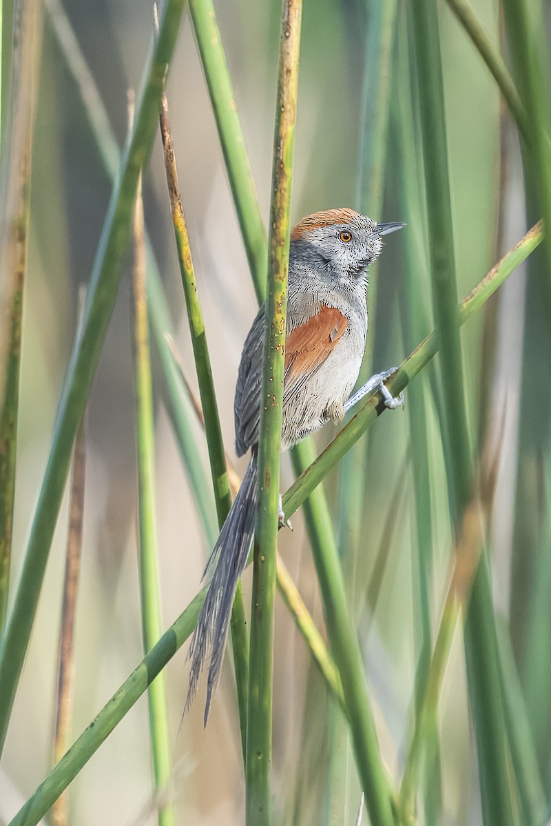 Silvery-throated Spinetail - ML622897875