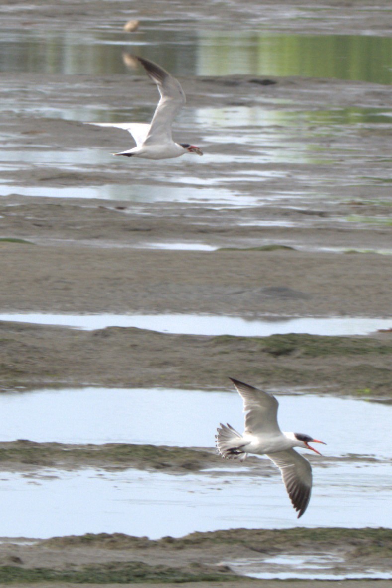 Caspian Tern - ML622897910