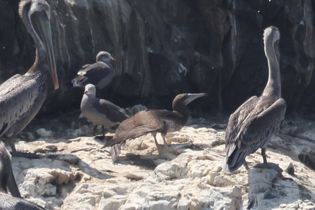 Brown Booby - Gregory Luckert