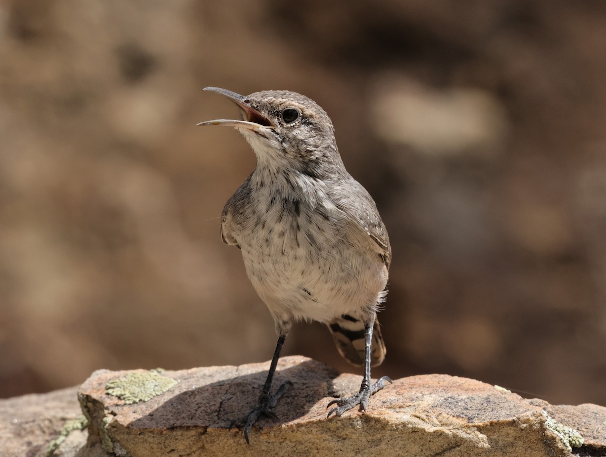 Rock Wren - ML622898021