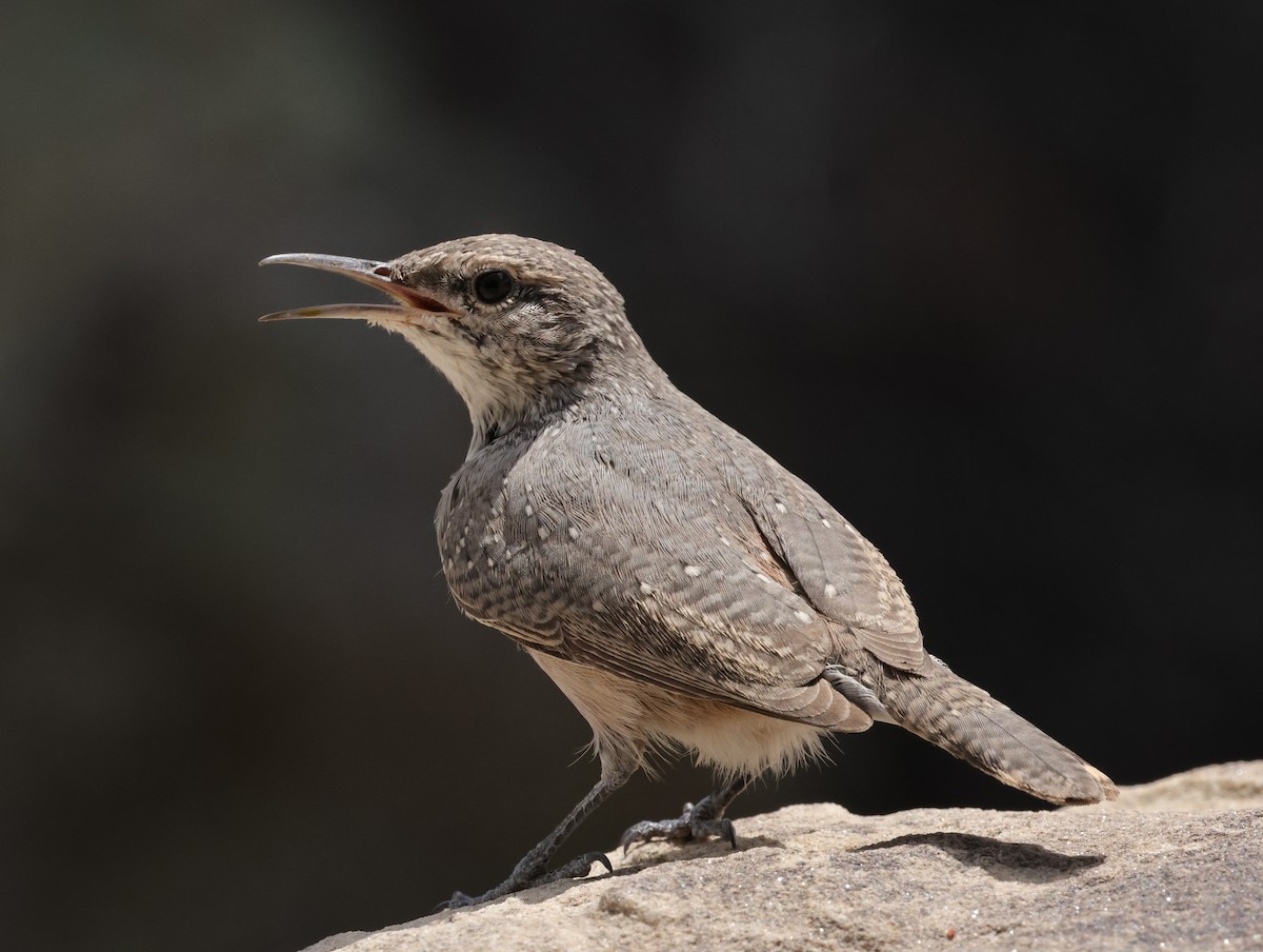 Rock Wren - ML622898022