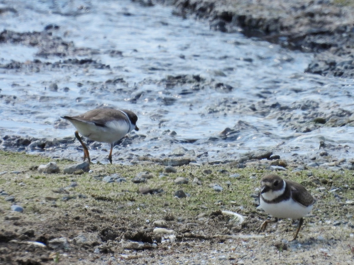 Semipalmated Plover - ML622898048