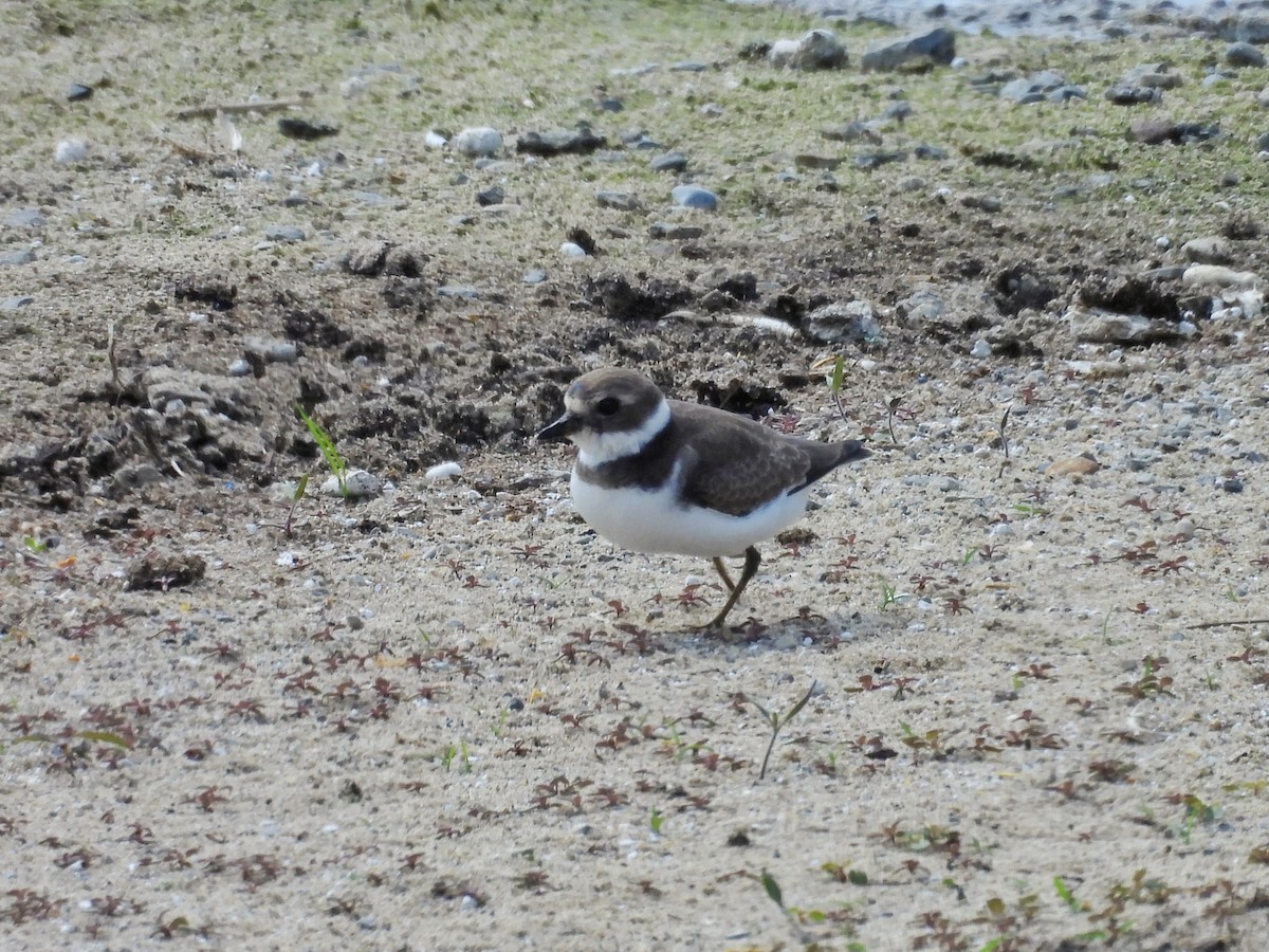 Semipalmated Plover - ML622898049