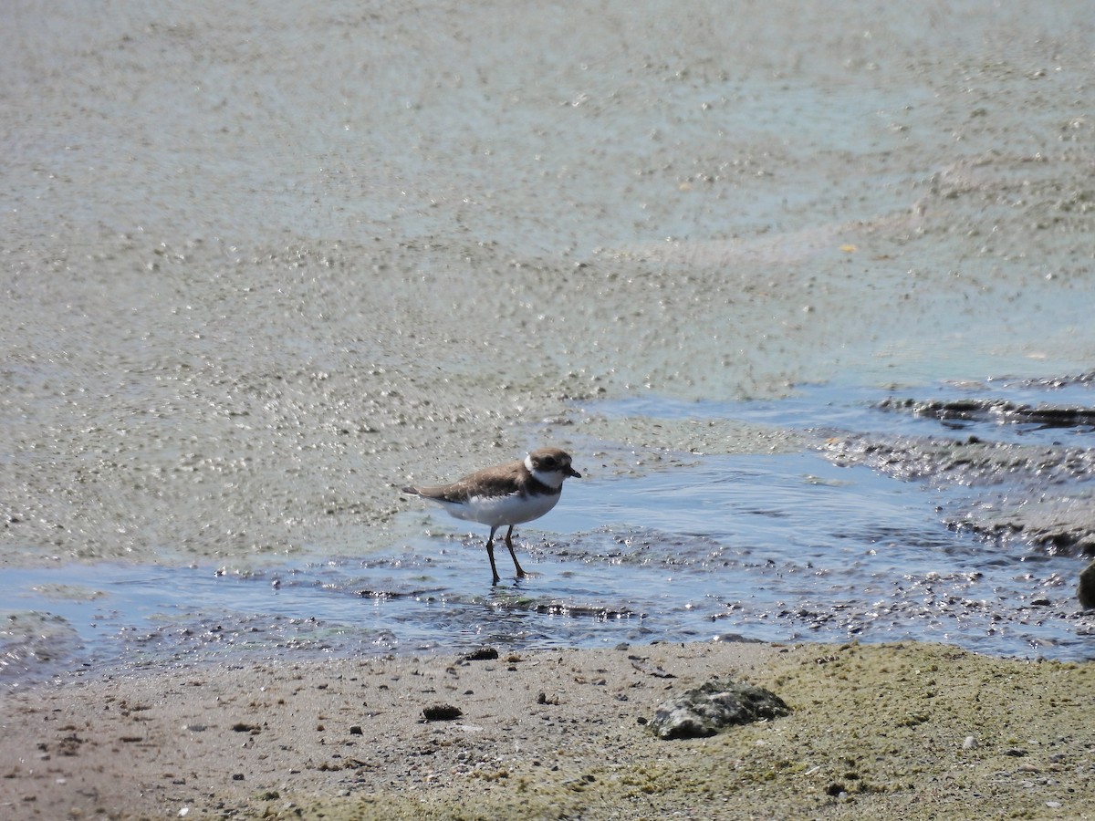 Semipalmated Plover - ML622898050