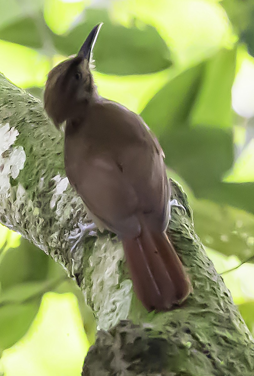 Ruddy Woodcreeper - ML622898059