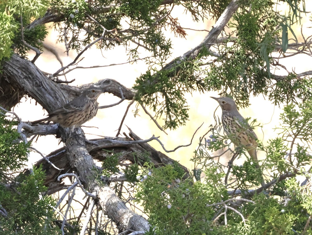 Sage Thrasher - ML622898074