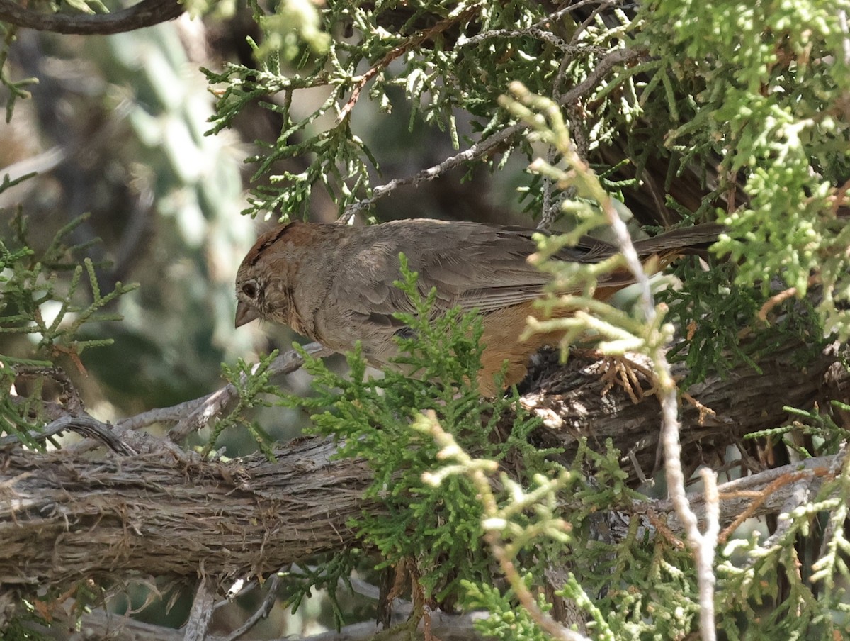 Canyon Towhee - ML622898083