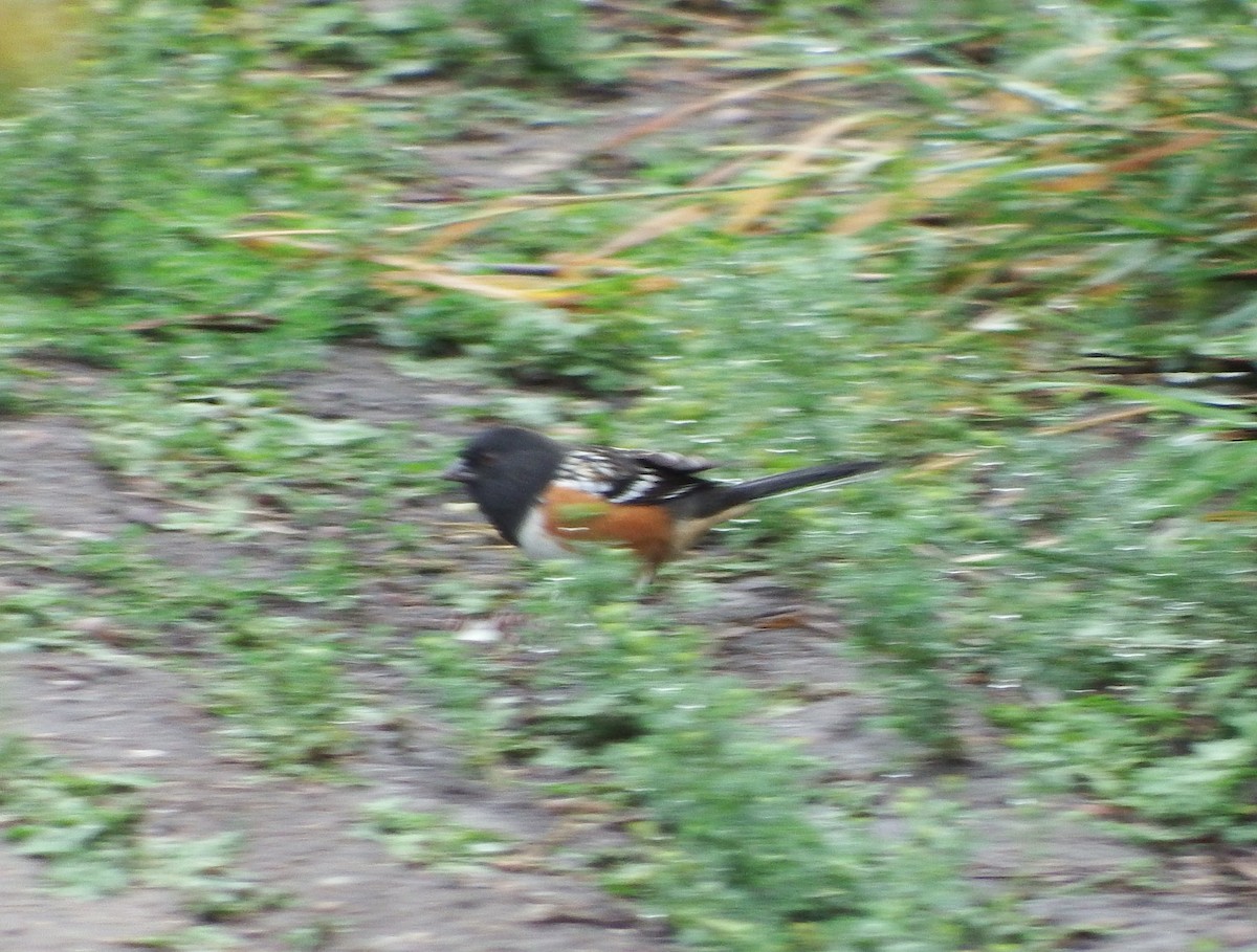 Spotted Towhee - ML622898110