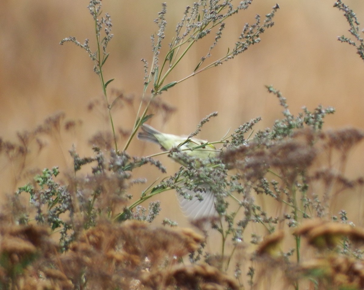 Orange-crowned Warbler - ML622898118