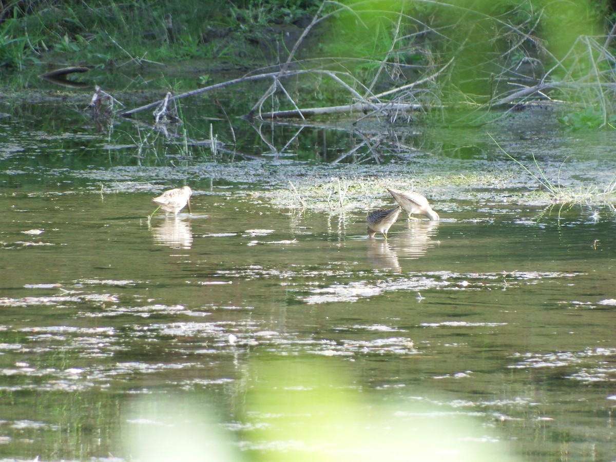 Long-billed Dowitcher - ML622898196