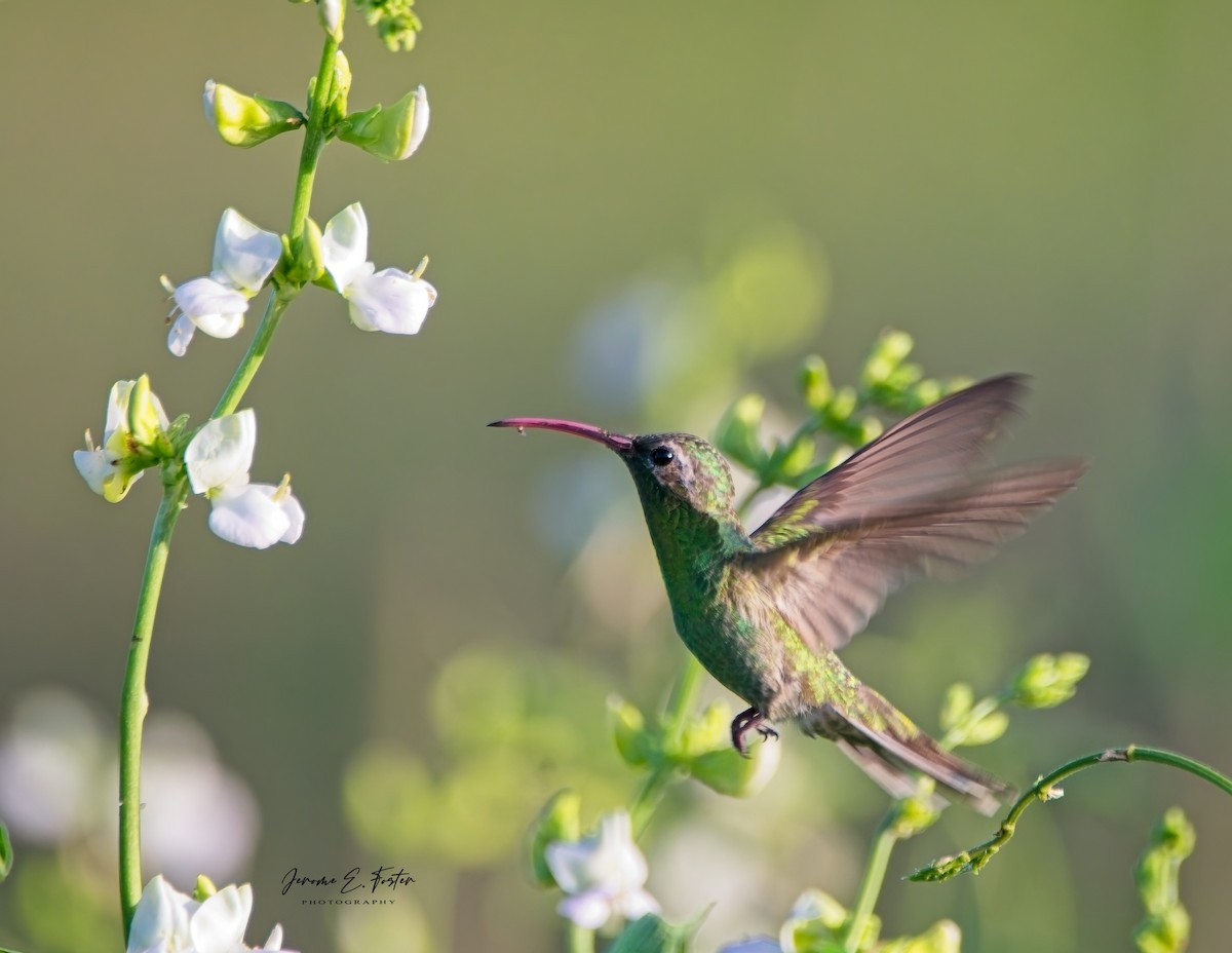 White-tailed Goldenthroat - ML622898203