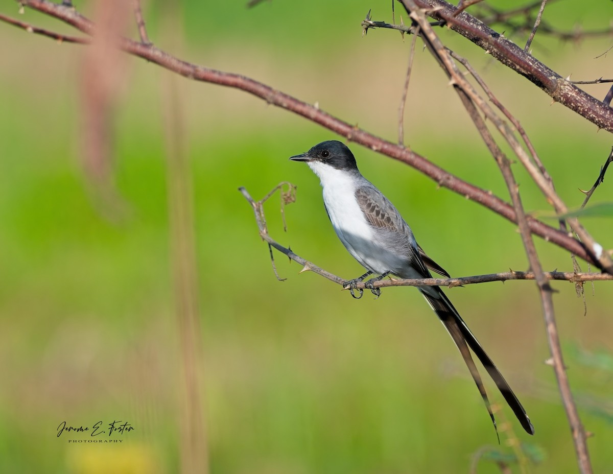 Fork-tailed Flycatcher - ML622898213