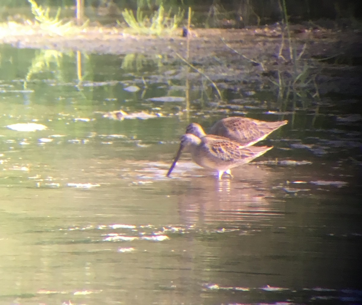 Long-billed Dowitcher - ML622898214