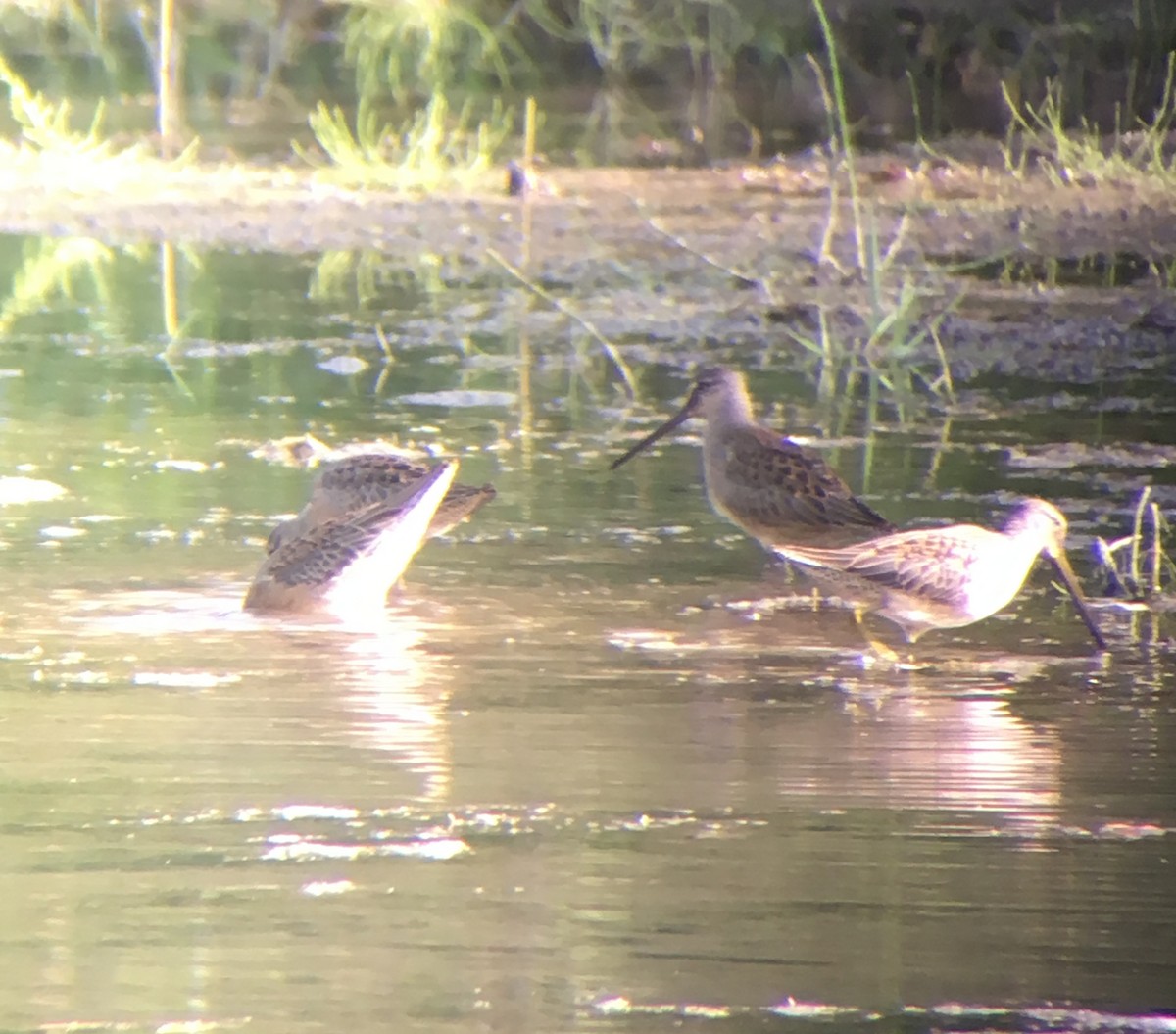 Long-billed Dowitcher - ML622898215