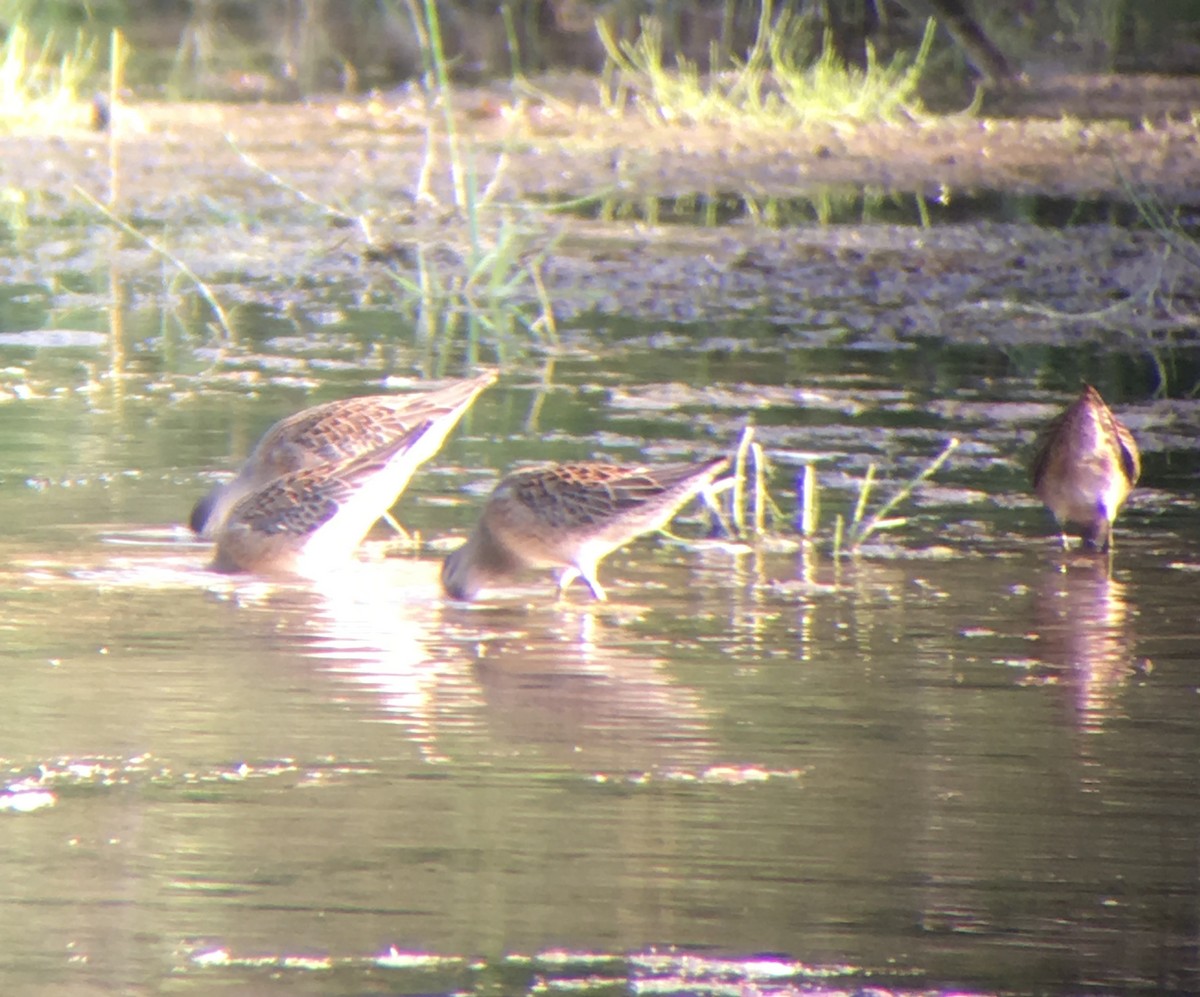 Long-billed Dowitcher - ML622898216