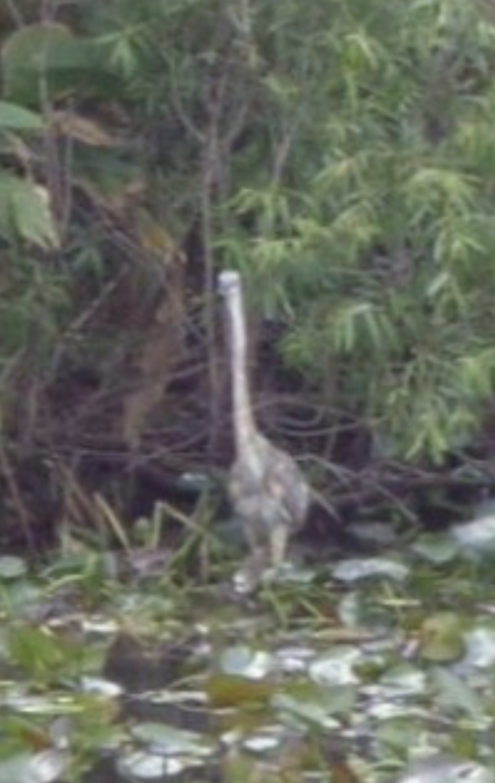 Great Blue Heron - ML622898252