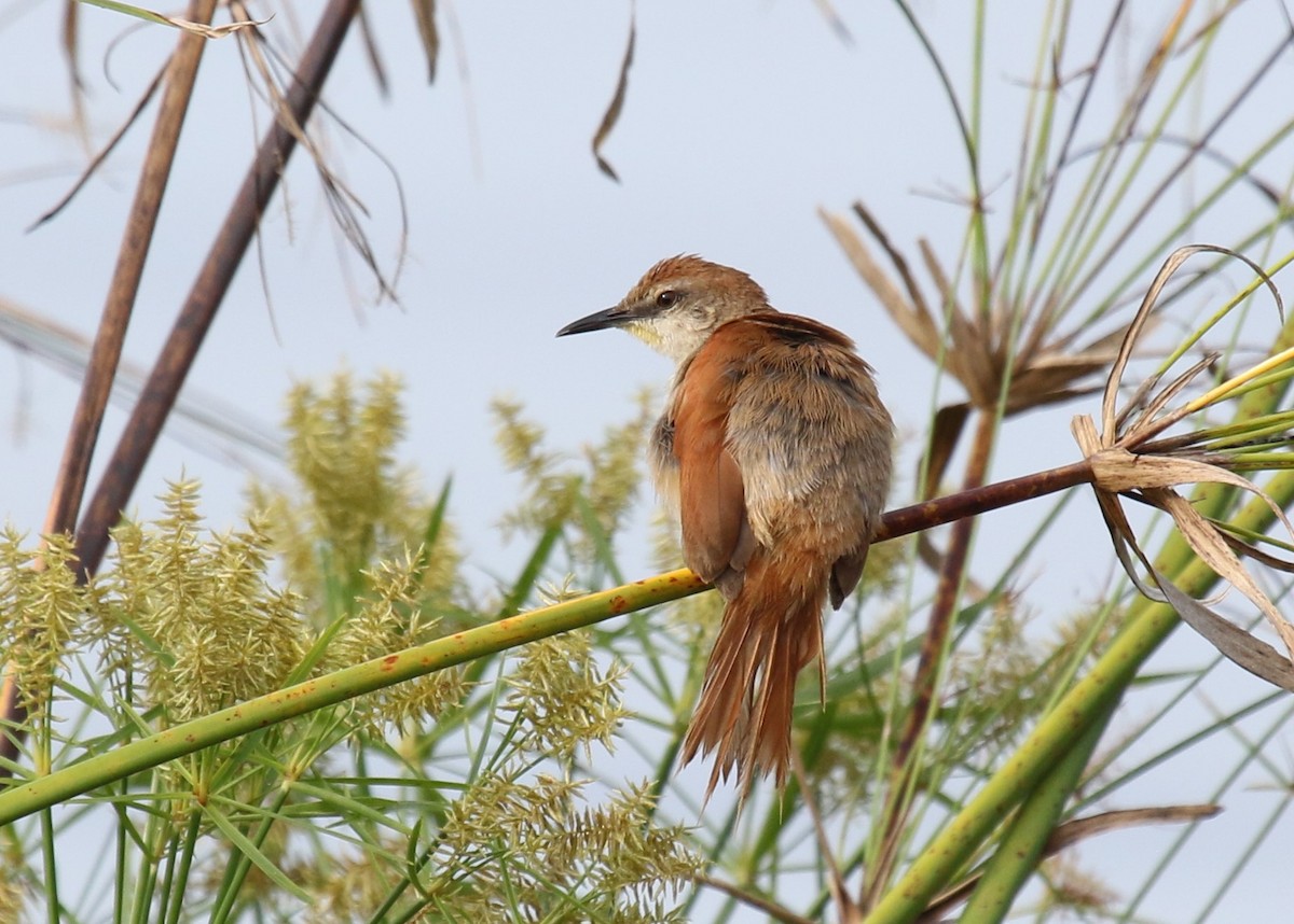 Yellow-chinned Spinetail - ML622898322