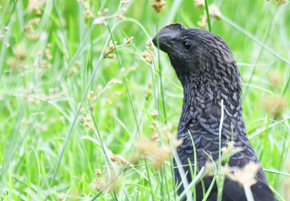 Smooth-billed Ani - ML622898324