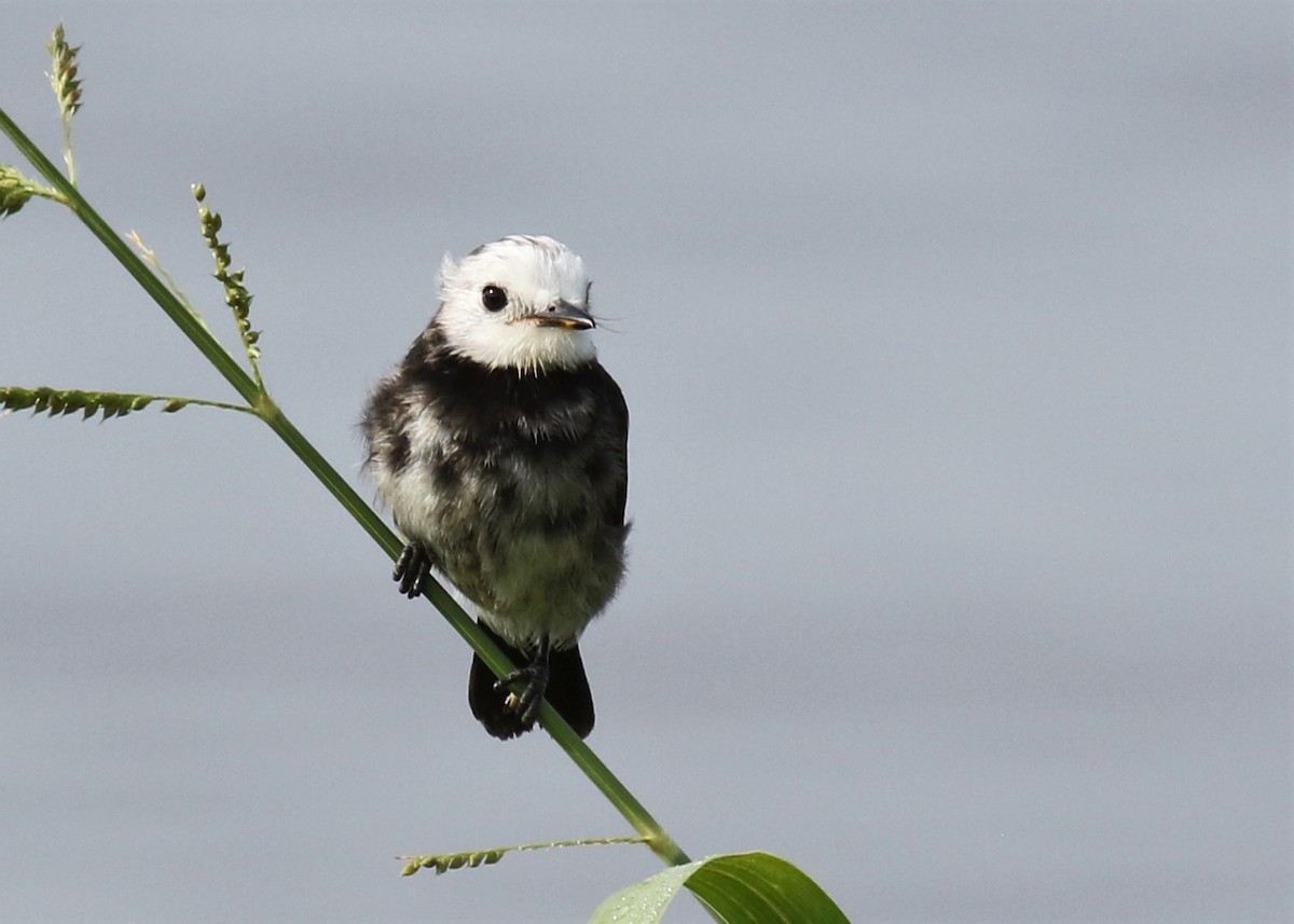 Pied Water-Tyrant - ML622898336