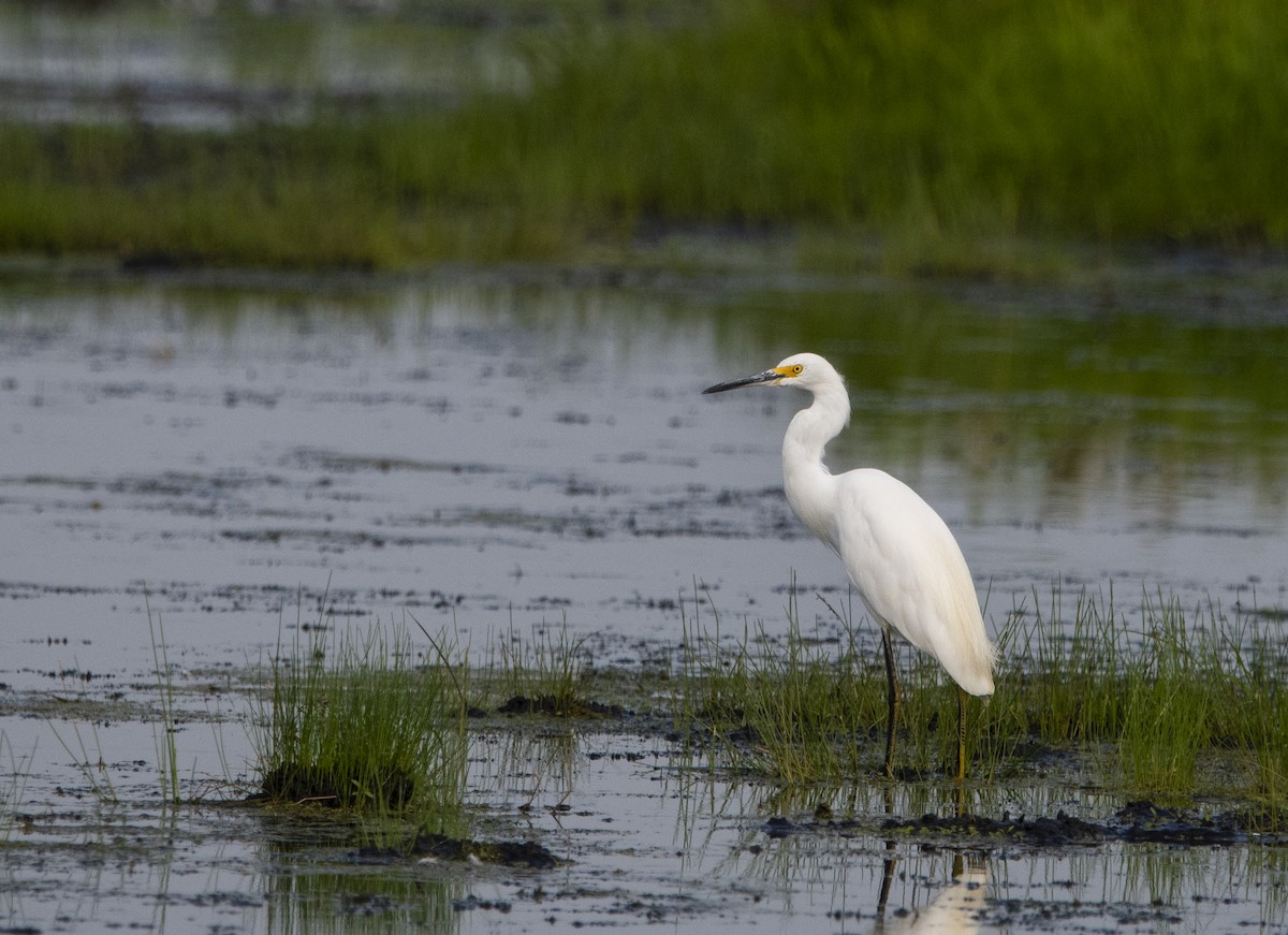 Snowy Egret - ML622898467