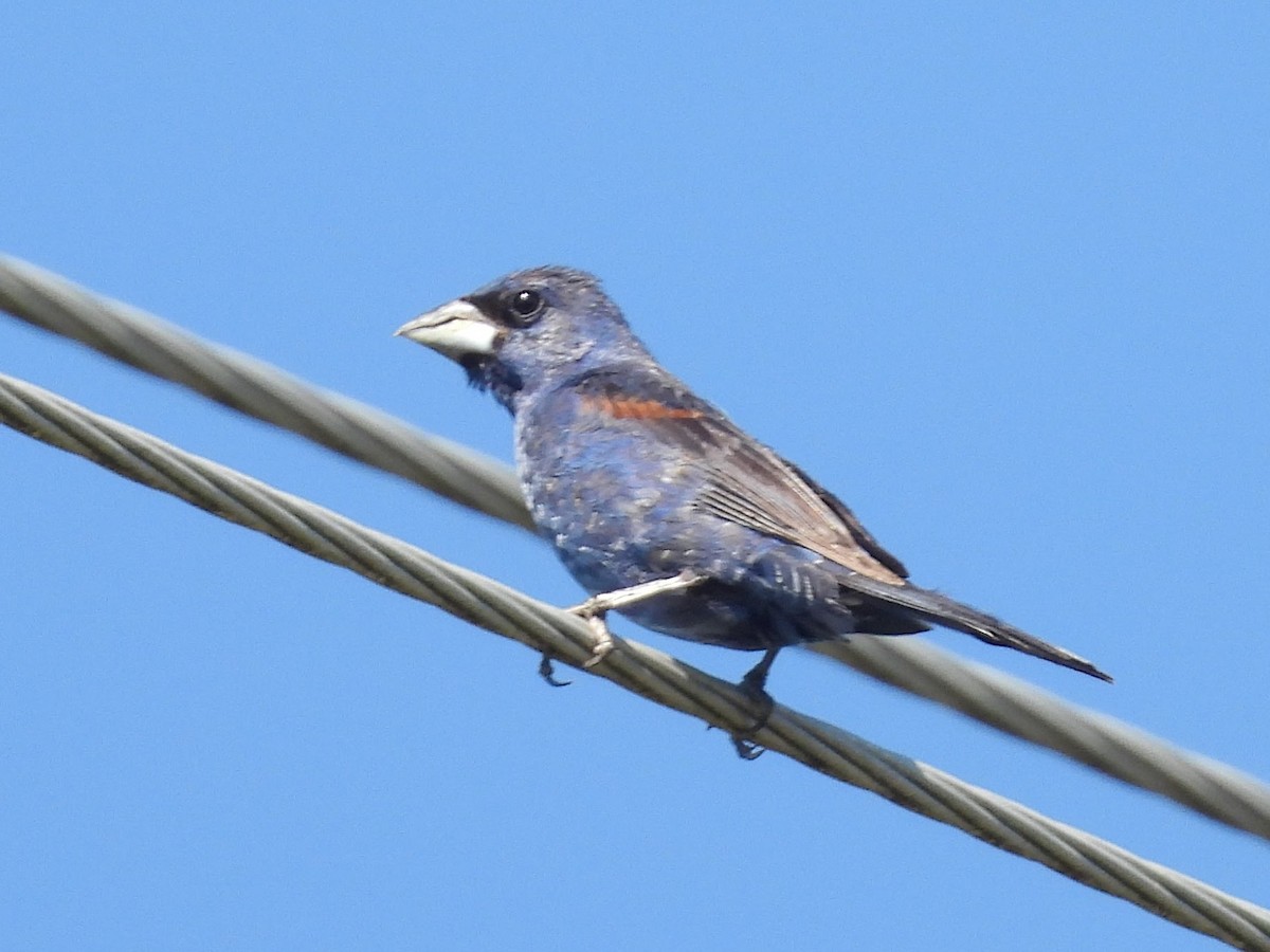 Blue Grosbeak - Jeanene Daniels