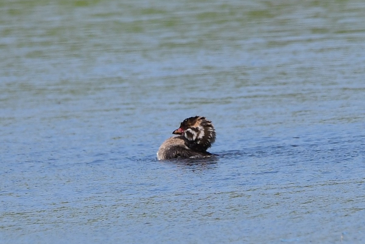 Pied-billed Grebe - Michele Chartier