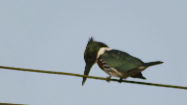 Martin-pêcheur d'Amazonie - ML622898506