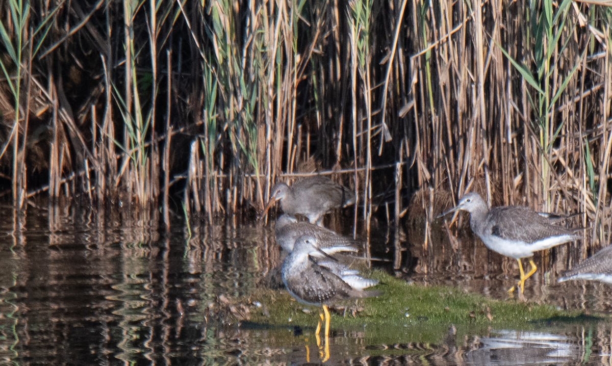 Clapper Rail - Judd Nathan