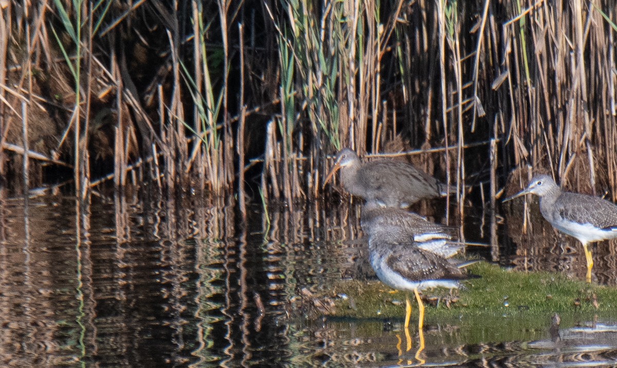 Clapper Rail - ML622898572