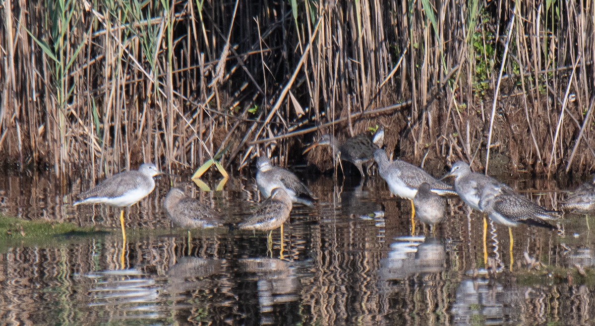 Clapper Rail - ML622898573