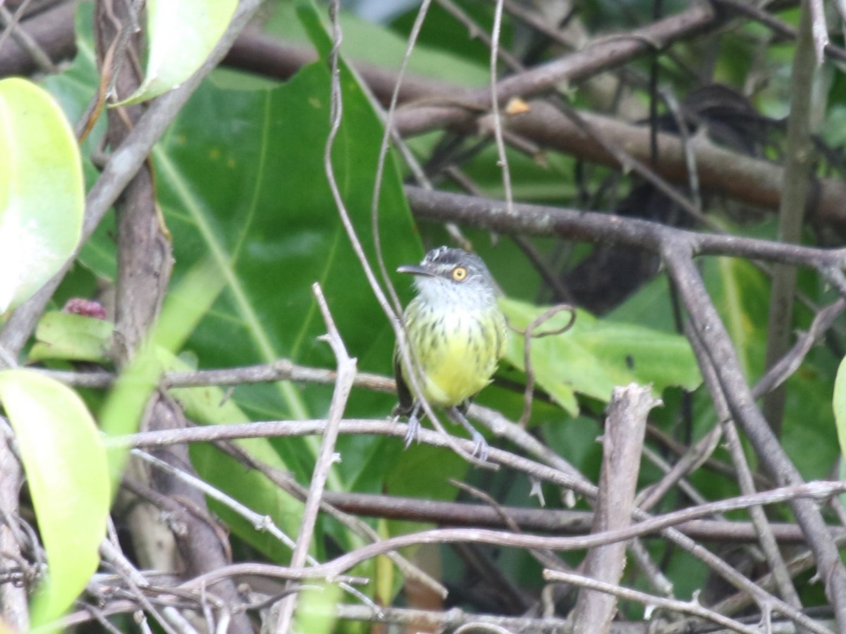 Spotted Tody-Flycatcher - ML622898619