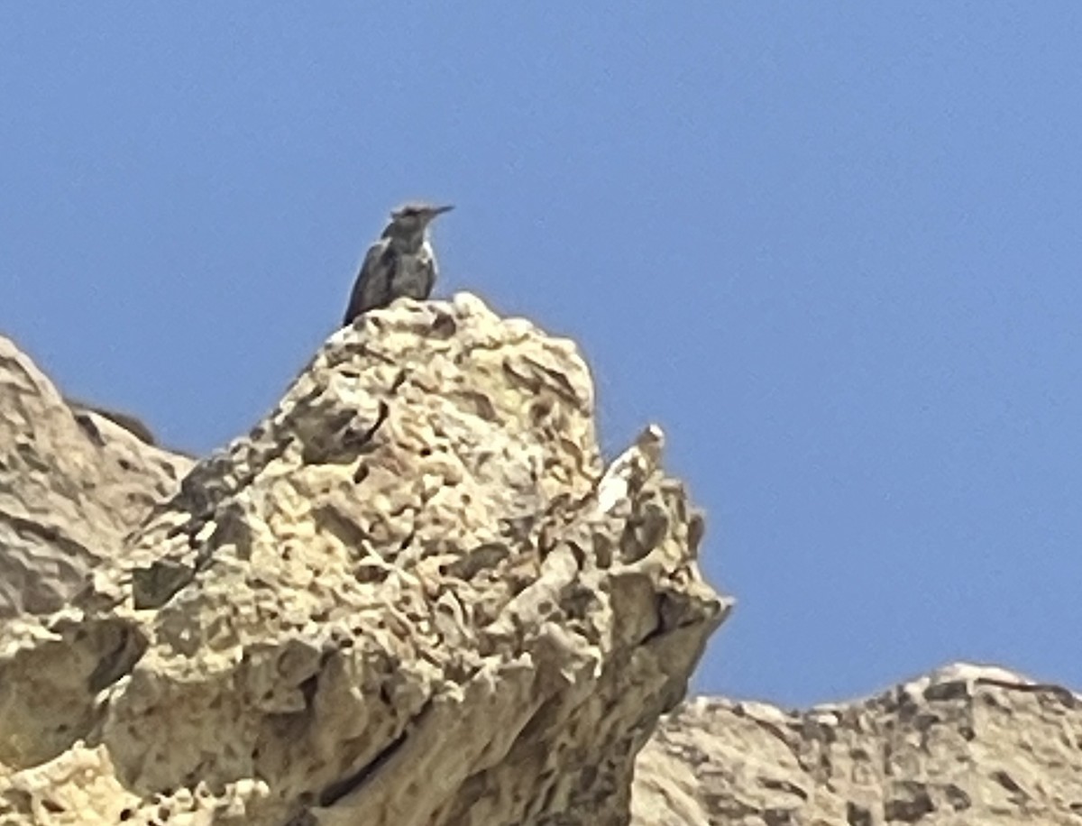 Troglodyte des rochers - ML622898624