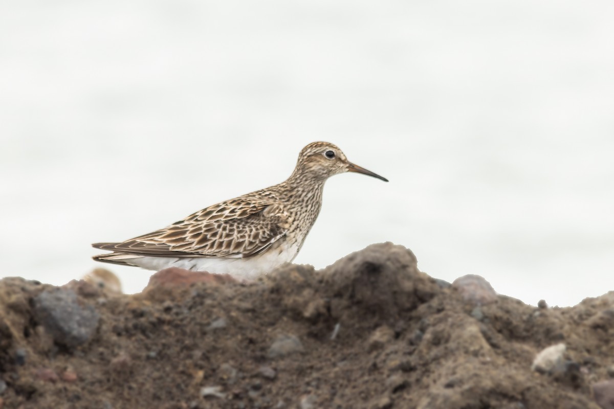 Graubrust-Strandläufer - ML622898750