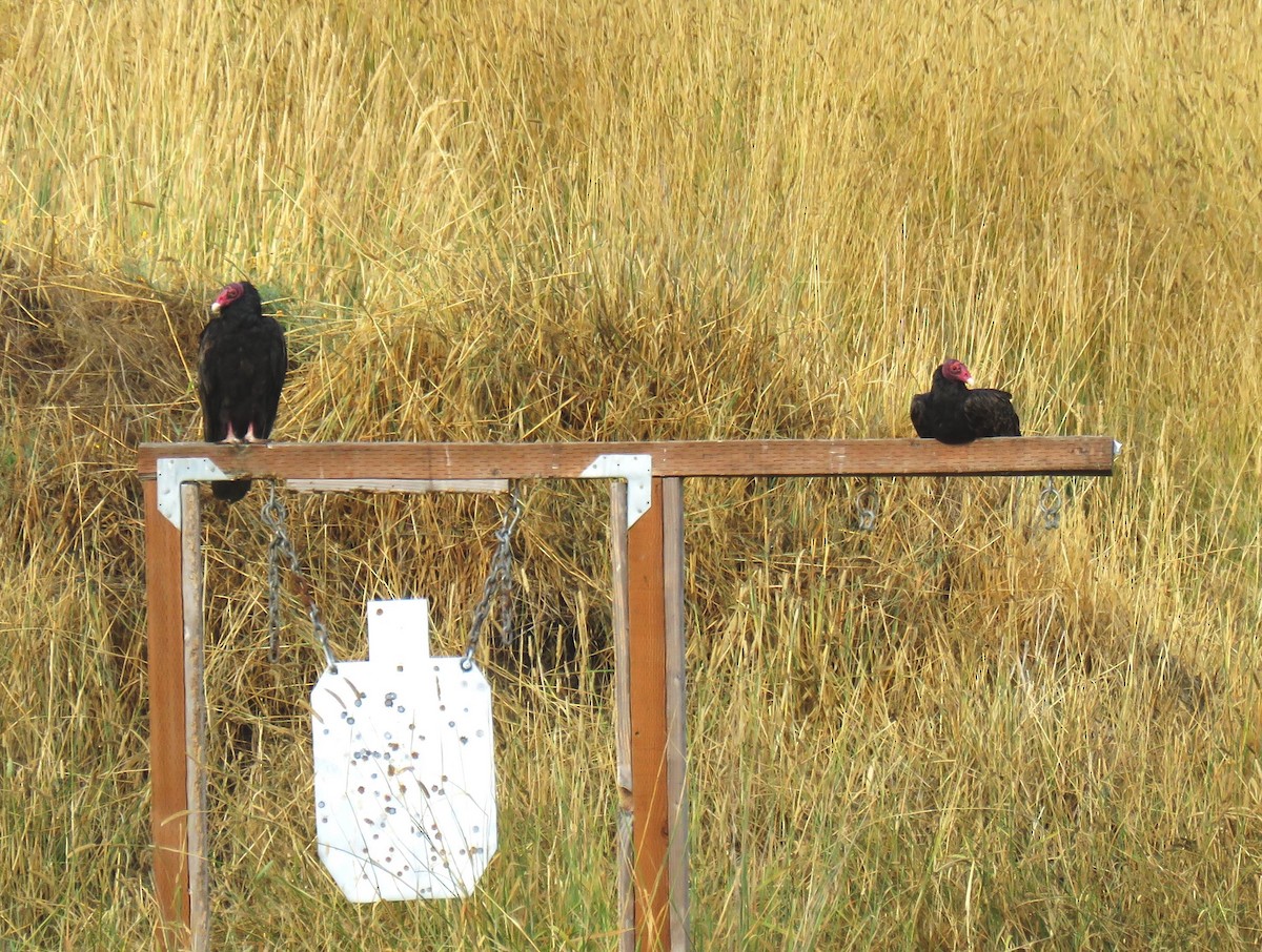 Turkey Vulture - ML622898805