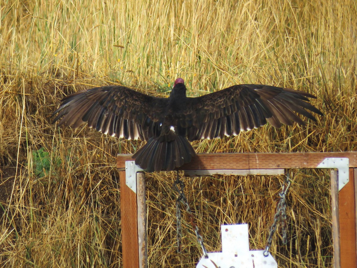 Turkey Vulture - ML622898808