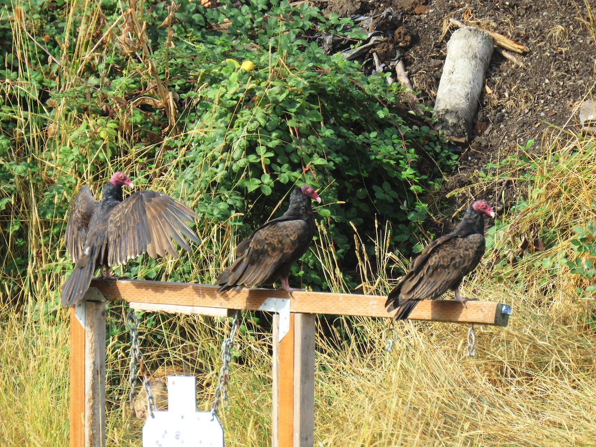 Turkey Vulture - ML622898809