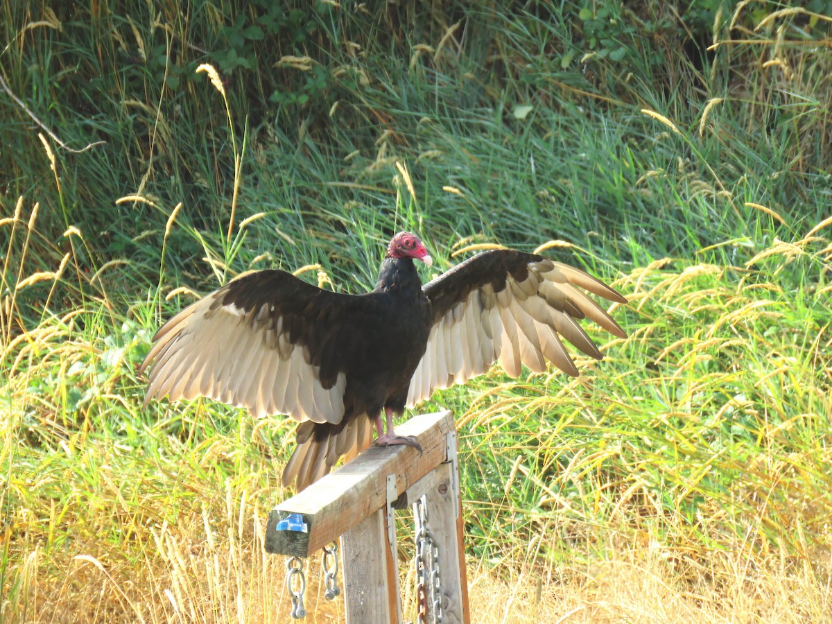 Turkey Vulture - ML622898811