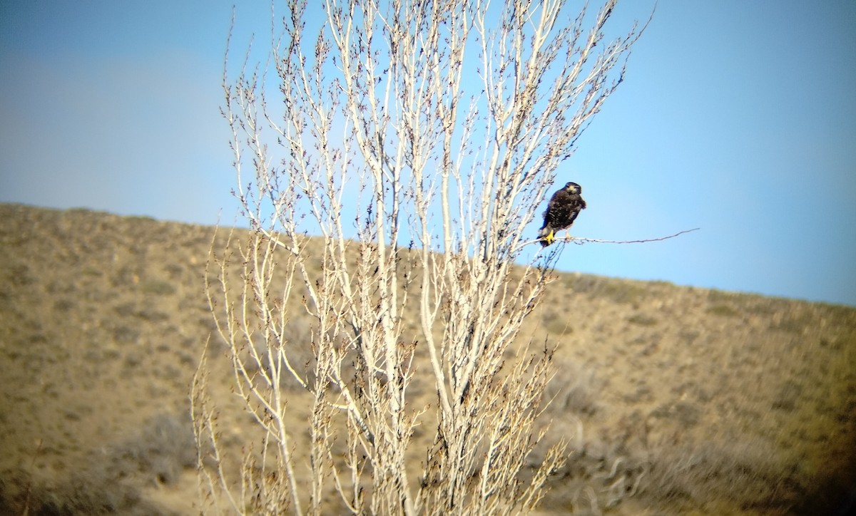Harris's Hawk - ML622898871