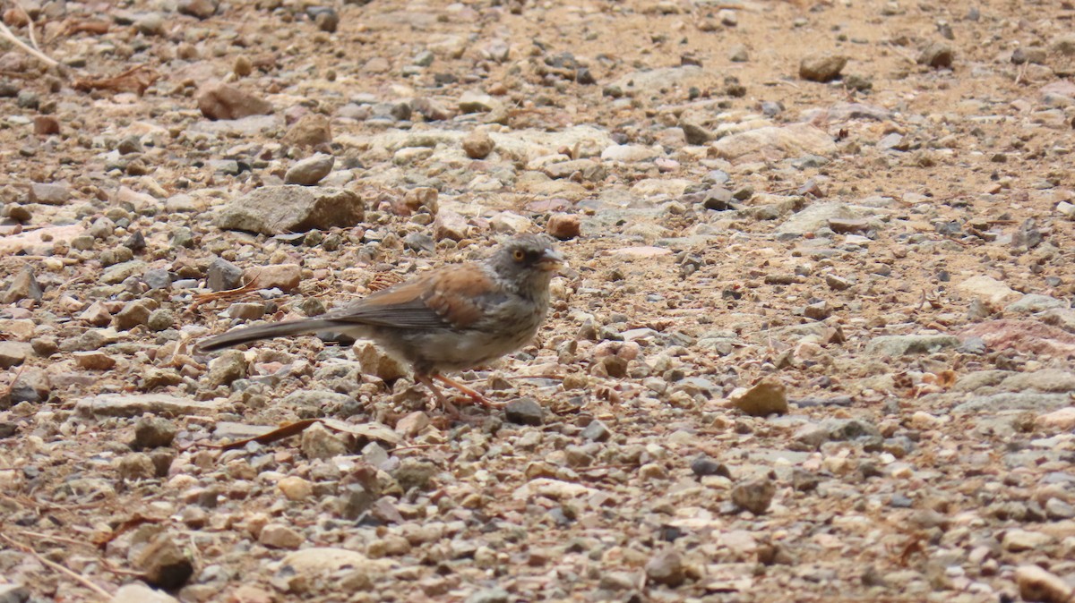 Yellow-eyed Junco - ML622898896