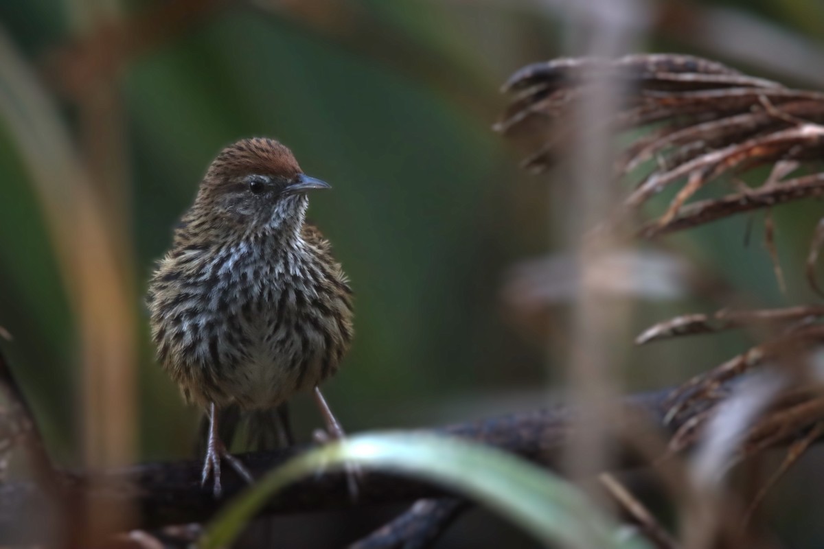 New Zealand Fernbird - ML622898935