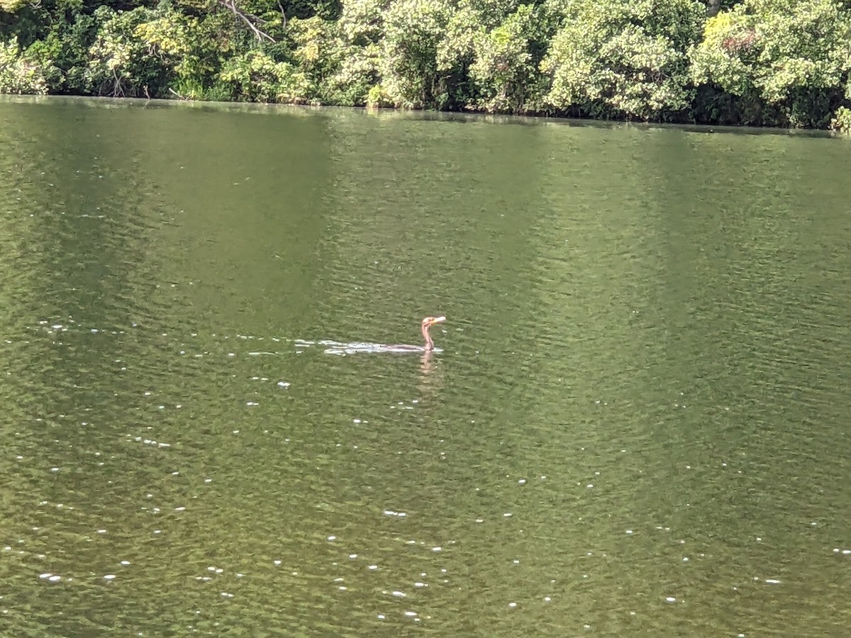 Double-crested Cormorant - ML622898941