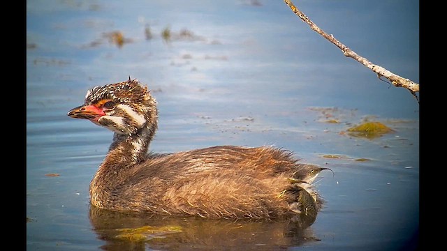 Pied-billed Grebe - ML622898948