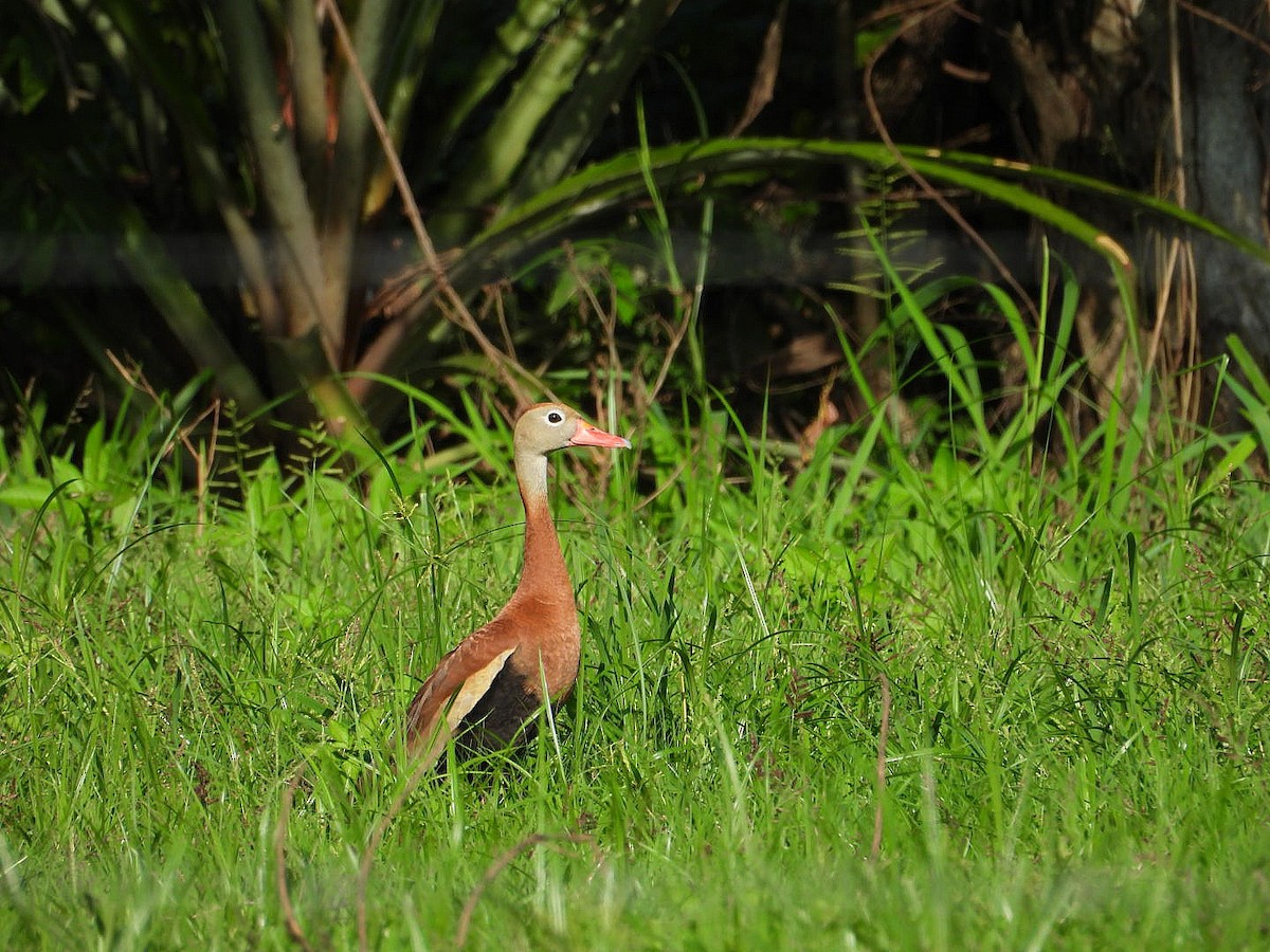 Black-bellied Whistling-Duck - Bany Alvarenga