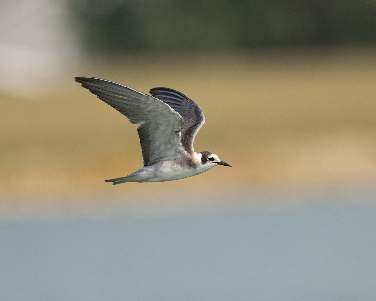 Black Tern - Graham Deese