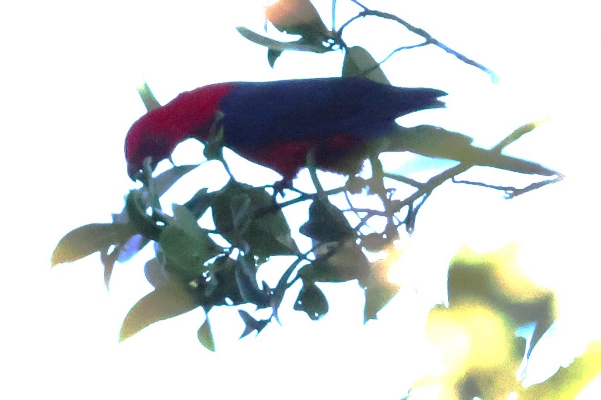 Moluccan King-Parrot - ML622899068