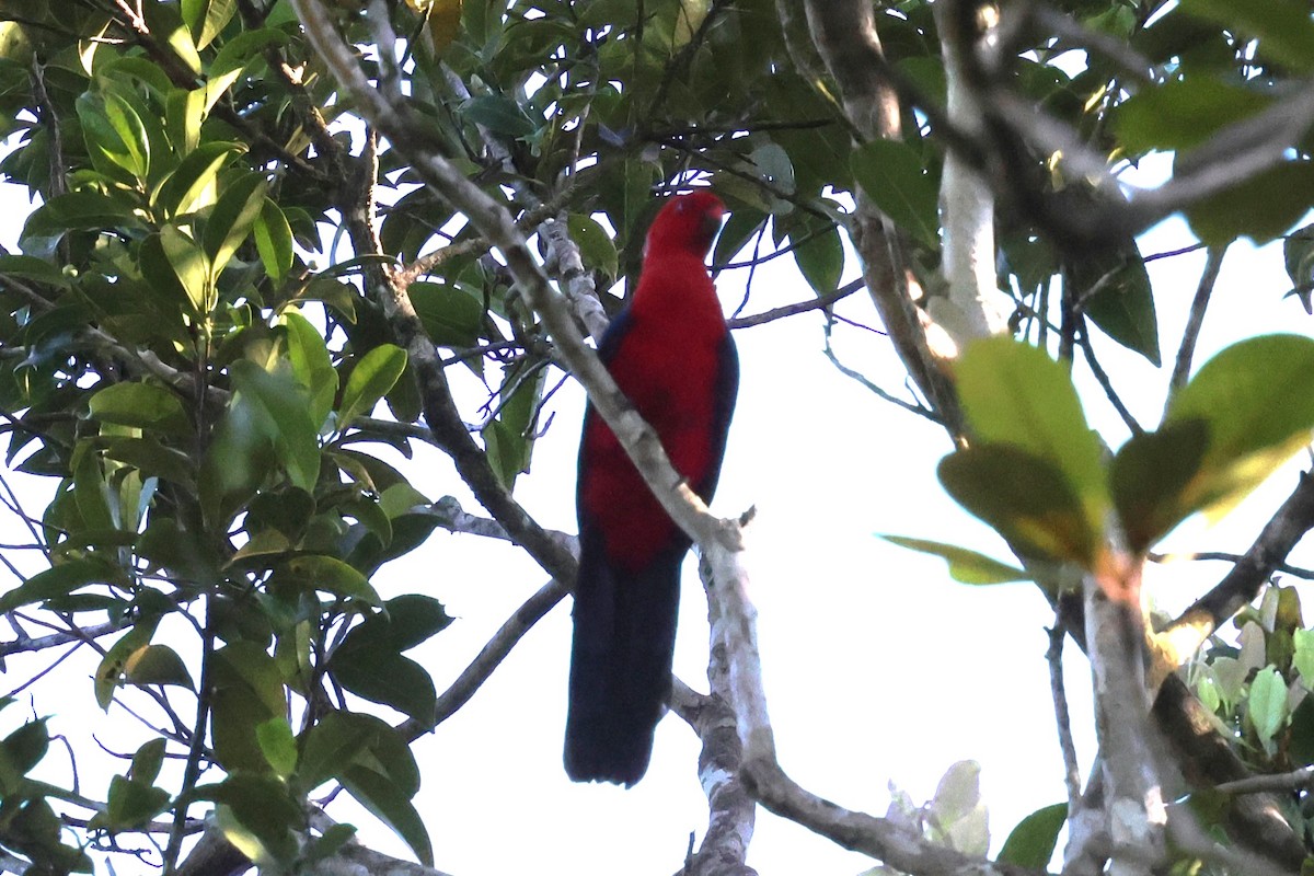 Moluccan King-Parrot - ML622899071