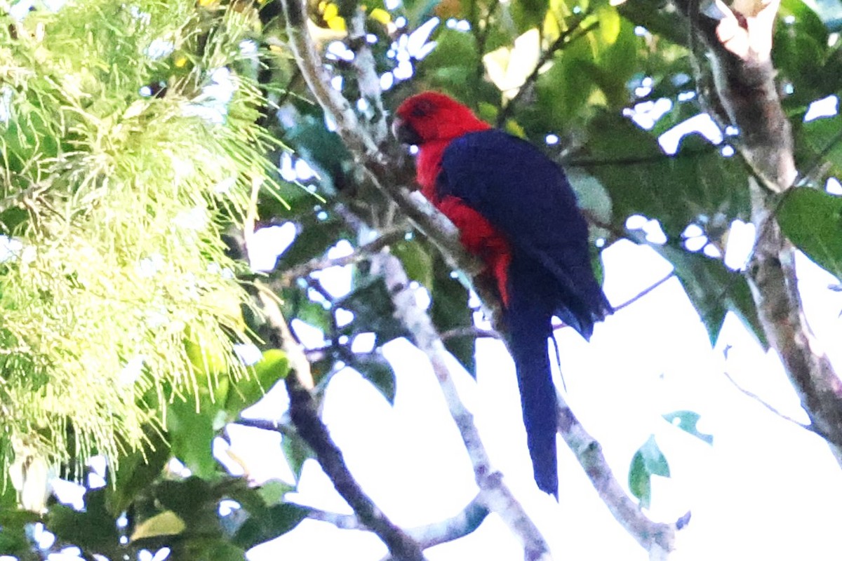 Moluccan King-Parrot - Mei-Luan Wang