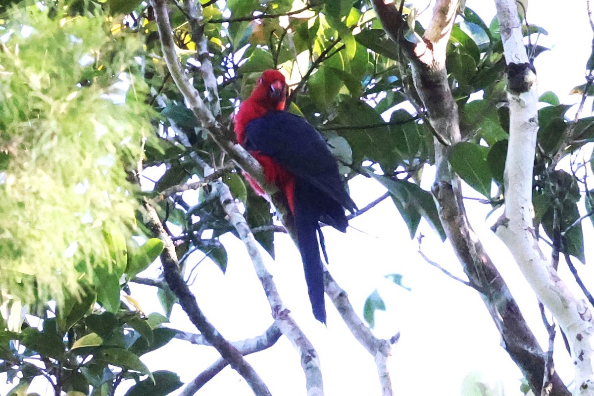 Moluccan King-Parrot - ML622899073