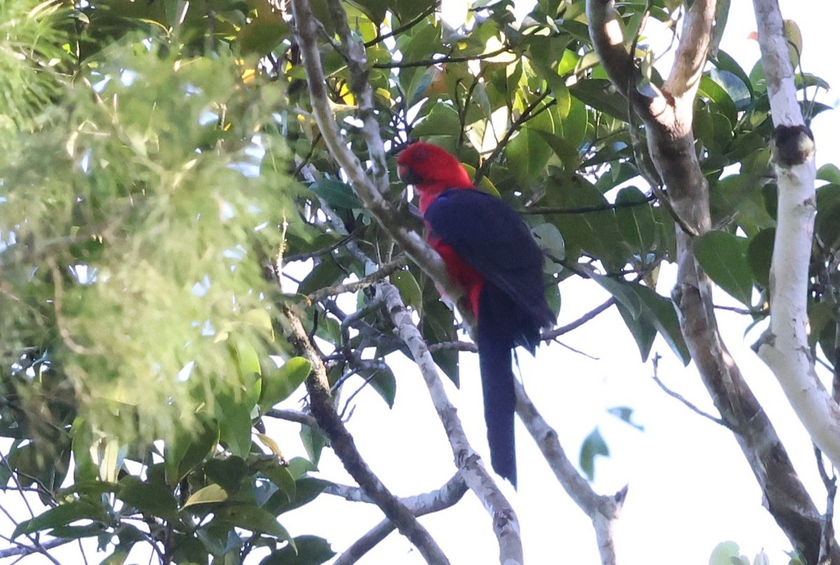 Moluccan King-Parrot - ML622899074