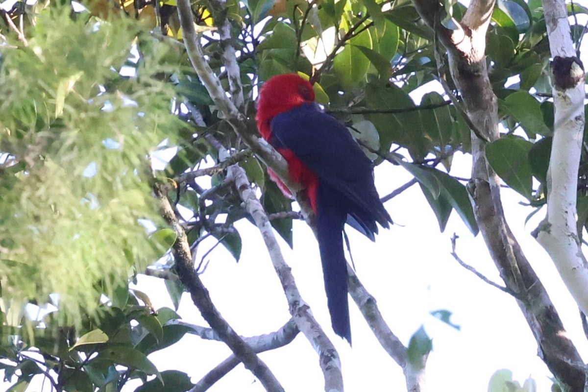 Moluccan King-Parrot - ML622899075